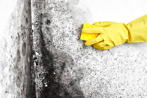 Best Mold Damage Restoration  in Mccall, ID